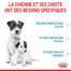 ROYAL CANIN Mini Starter Mother & Babydog 8 kg