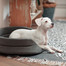 FERA Lit pour chien ovale avec coussin 53x44x16 cm gris