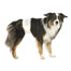 TRIXIE Couches pour chiens mâles , S–M: 30–46 cm, 12 pièces