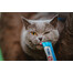 INABA Churu Cat - Friandise crémeuse au thon et noix de Saint-Jacques pour chat - 56 g