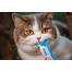 INABA Churu Cat friandise crémeuse au poulet et au crabe pour chats 56 g