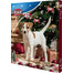 TRIXIE Calendrier de l'Avent pour chiens