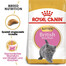 ROYAL CANIN Kitten british shorthair 2x2 kg croquettes pour chatons, jusqu'à 12 mois, race britannique à poil court