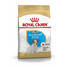 ROYAL CANIN Jack Russell Terrier Puppy Junior, croquettes pour chiots jusqu'à 10 mois, race Jack Russell Terrier, 2 x 1,5 kg