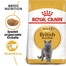 ROYAL CANIN British shorthair 34 4x2 kg croquettes pour chats adultes, âgés de plus de 12 mois, de race British Shorthair
