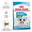 ROYAL CANIN Mini Puppy / Junior, croquettes pour chiots de 2 à 10 mois, races de petite taille, 12 x 800 g