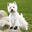 TRIXIE Bottes de protection Walker Active, M-L, 2 pcs.
