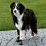 TRIXIE Bottes de protection Walker Active, M-L, 2 pcs.
