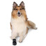 TRIXIE Chaussures de protection Walker Care 2 pcs.