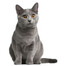 FITMIN Cat Purity Kitten 400 g