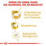 ROYAL CANIN Dachshund adult 0.5 kg nourriture sèche pour chiens teckels adultes