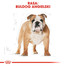 ROYAL CANIN Bulldog Adult aliments secs pour chiens bulldogs adultes 3 kg
