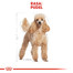 ROYAL CANIN Poodle adult 0.5 kg nourriture sèche pour caniches miniatures adultes