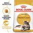 ROYAL CANIN Maine Coon Adult - Croquettes pour chats Maine Coon adultes - 20 kg (2x10 kg)