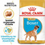 ROYAL CANIN Boxer Puppy Junior 24 kg (2 x 12 kg) nourriture sèche pour chiots jusqu'à 15 mois, race boxer
