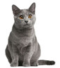FITMIN Cat Purity Kitten 400 g